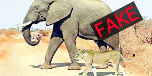 شایعات نجات بچه شیر توسط فیل