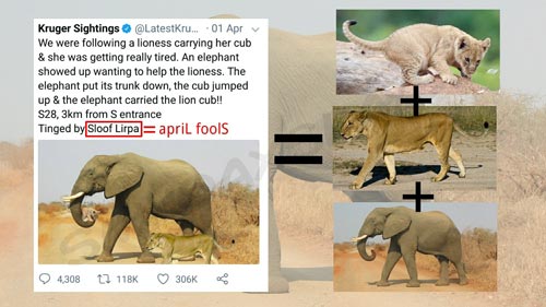 نجات بچه شیر - شایعات