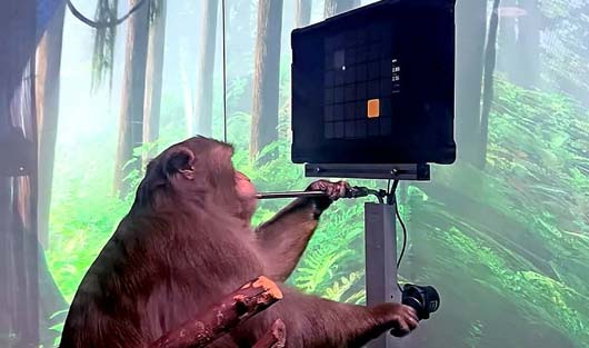 دستاورد جدید ایلان ماسک! میمونی که بازی کامپیوتری انجام میدهد!