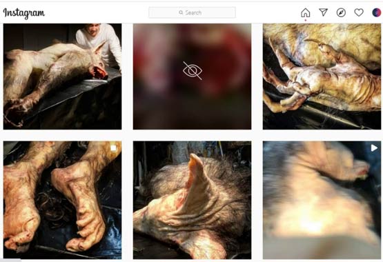 گرگینه در ایران 2