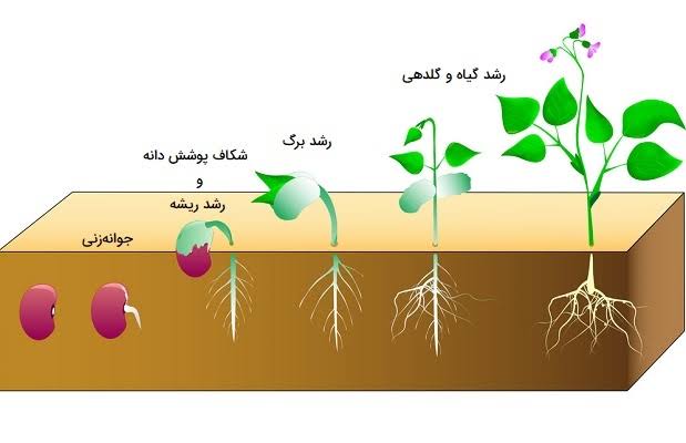 ریشه گیاه
