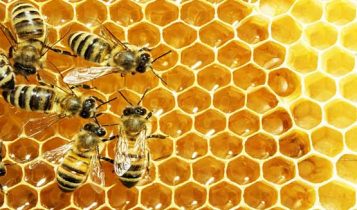 لانه زنبور با چه موادی ساخته می شود؟