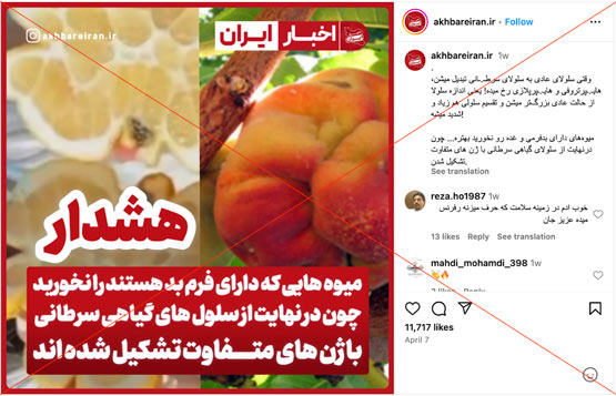 میوه های بدشکل