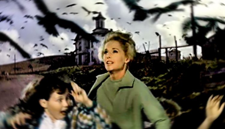 فیلم ترسناک تماشاگری در جنگل و پرندگان آلفرد هیچکاک