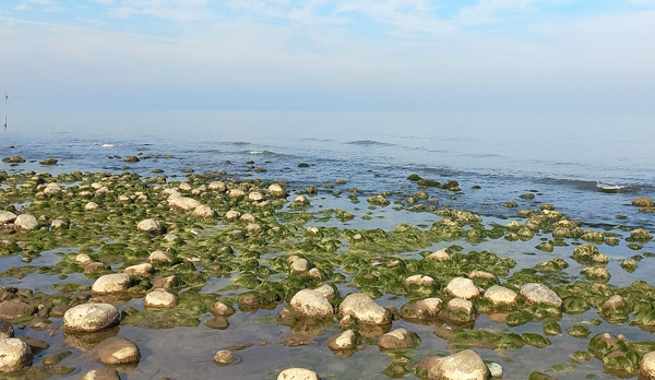 عکس جلبک دریای خزر